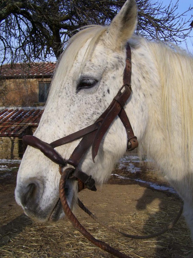 Kappzaum Maremma am Pferdekopf cavezzone maremma